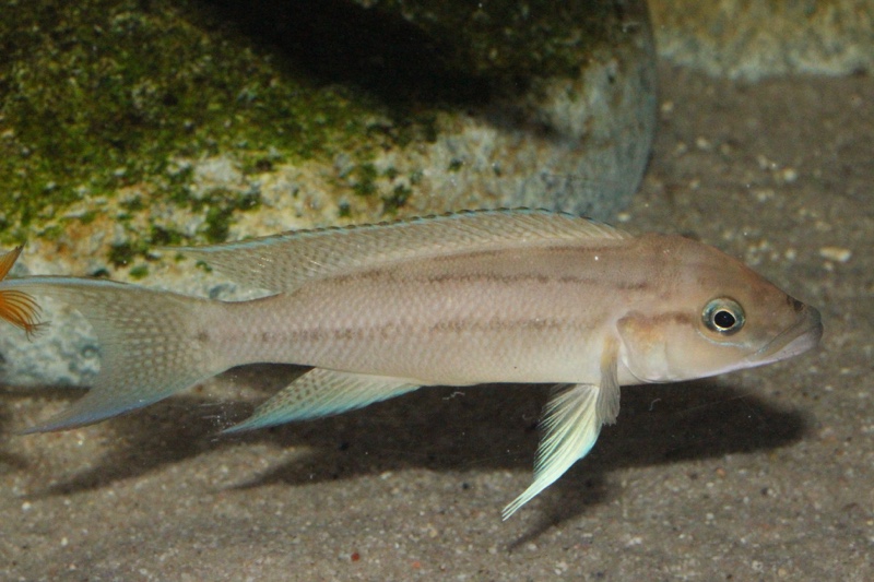Neolamprologus longicaudatus 'Bilila (Kavala) Island'
